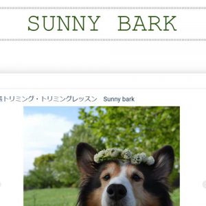 Sunny bark