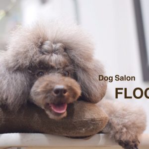 Dog salon FLOCHE（フロッシュ)トリミング水戸