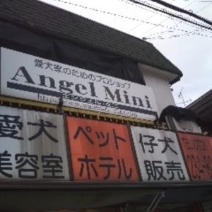 Angel Mini（エンジェル・ミニ）