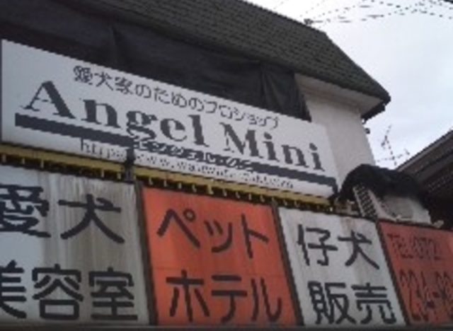 Angel Mini（エンジェル・ミニ）