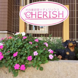 犬の美容室 CHERISH（チェリッシュ）