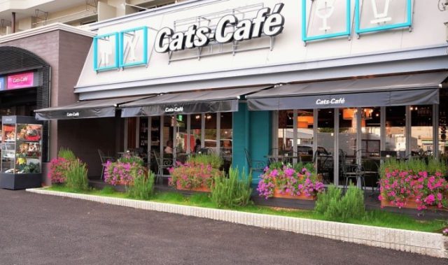 Cats Cafe 港店（キャッツカフェ）